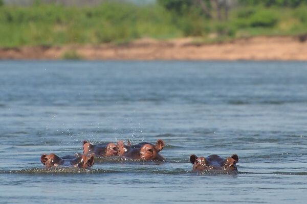 Aufmacher Botswana